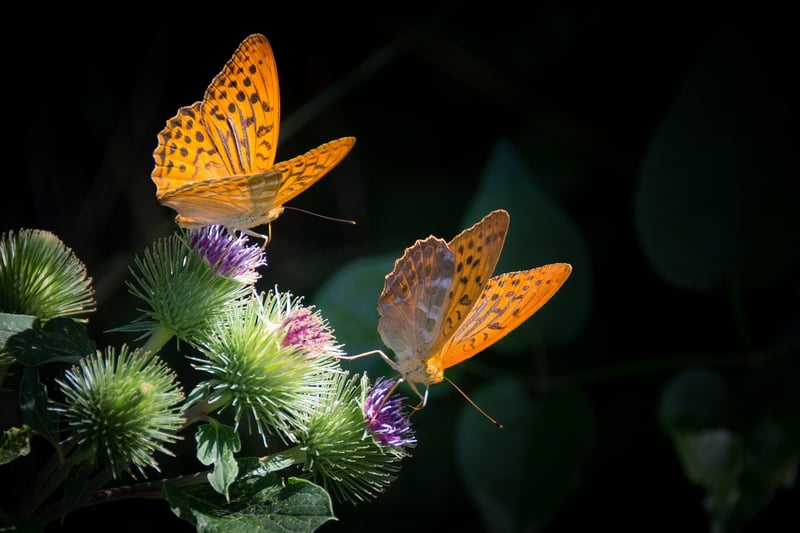 Butterfly in Forest