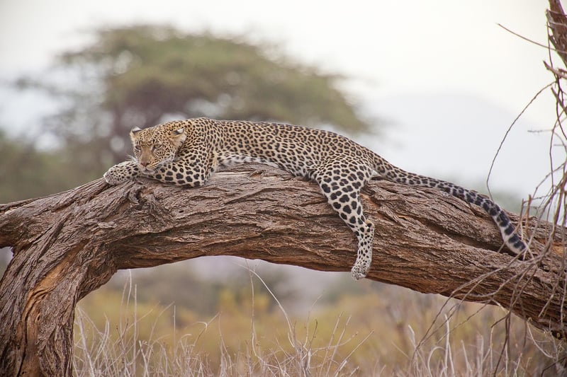 Safari in Africa