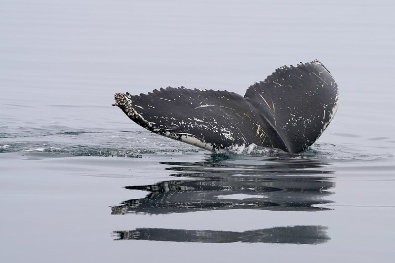 Whale watching